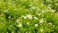 Feverfew 'White Stars' Seeds (Certified Organic)