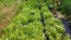 Feverfew 'White Stars' Seeds (Certified Organic)