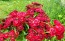 Sweet William 'Single Mixed Colors Pink and Red' Seeds (Certified Organic)