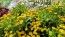 Chrysanthemum 'Golden Ball' Seeds (Certified Organic)