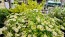 Feverfew 'White Stars' Seeds (Certified Organic)