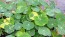 Nasturtium 'Alaska Mix' Seeds (Certified Organic)