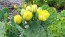 Hardy Prickly Pear Cactus Seeds (Certified Organic)