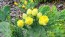 Hardy Prickly Pear Cactus Seeds (Certified Organic)