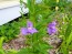 Monkey Flower Seeds (Certified Organic)