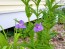 Monkey Flower Seeds (Certified Organic)