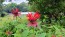 Bee Balm, Red Seeds (Certified Organic)