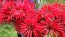 Bee Balm, Red Seeds (Certified Organic)