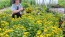 Chrysanthemum 'Golden Ball' Seeds (Certified Organic)