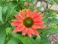 Coneflower 'Tres Amigos' Seeds (Certified Organic) 