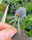 Sea Holly Seeds (Certified Organic)