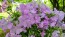 Garden Phlox Mix Seeds (Certified Organic)