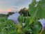 Datura AKA Devil’s Trumpet 'Le Fleur Lilac' Seeds (Certified Organic)