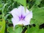 Datura AKA Devil’s Trumpet 'Le Fleur Lilac' Seeds (Certified Organic)