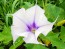Datura AKA Devil’s Trumpet 'Le Fleur Lilac' Seeds (Certified Organic)