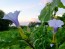 Datura AKA Devil’s Trumpet 'Le Fleur Lilac' Seeds (Certified Organic)