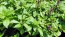 Basil 'Eritrean' Seeds (Certified Organic)