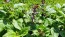 Basil 'Eritrean' Seeds (Certified Organic)