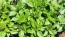 Basil 'Eritrean' Seeds (Certified Organic)