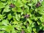 Basil 'Eritrean' Seeds (Certified Organic)