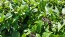 Basil 'Eritrean' Seeds (Certified Organic)