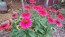 Coneflower 'Tres Amigos' Seeds (Certified Organic) 