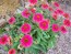 Coneflower 'Tres Amigos' Seeds (Certified Organic) 