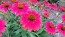 Coneflower 'Tres Amigos' Seeds (Certified Organic) 