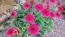 Coneflower 'Tres Amigos' Seeds (Certified Organic) 