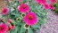 Coneflower 'Tres Amigos' Seeds (Certified Organic) 