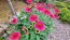 Coneflower 'Tres Amigos' Seeds (Certified Organic) 