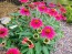 Coneflower 'Tres Amigos' Seeds (Certified Organic) 