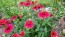 Coneflower 'Tres Amigos' Seeds (Certified Organic) 