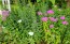 Garden Phlox Mix Seeds (Certified Organic)