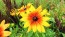 Black-Eyed Susan 'Autumn Colors' and 'Indian Summer' Mix 