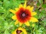 Black-Eyed Susan 'Autumn Colors' 