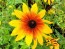 Black-Eyed Susan 'Autumn Colors' 