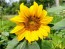 Sunflower 'Dwarf Sunny' Seeds (Certified Organic)