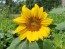 Sunflower 'Dwarf Sunny' Seeds (Certified Organic)