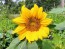 Sunflower 'Dwarf Sunny' Seeds (Certified Organic)