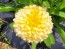 Calendula 'Red Splash Mix' Seeds (Certified Organic)