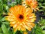 Calendula 'Red Splash Mix' Seeds (Certified Organic)