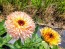 Calendula 'Red Splash Mix' Seeds (Certified Organic)