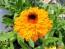 Calendula 'Red Splash Mix' Seeds (Certified Organic)