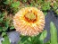 Calendula 'Red Splash Mix' Seeds (Certified Organic)