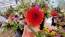 Dahlia 'Red Pompon' Tubers - Shipping 2025 Spring - Harvested on our Farm - USDA Certified Organic