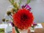Dahlia 'Red Pompon' Tubers - Shipping 2025 Spring - Harvested on our Farm - USDA Certified Organic