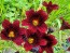 Salpiglossis 'Black Trumpet' Seeds (Certified Organic) Painted Tongue