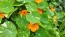 Nasturtium 'Alaska Mix' Seeds (Certified Organic)