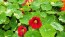 Nasturtium 'Alaska Mix' Seeds (Certified Organic)